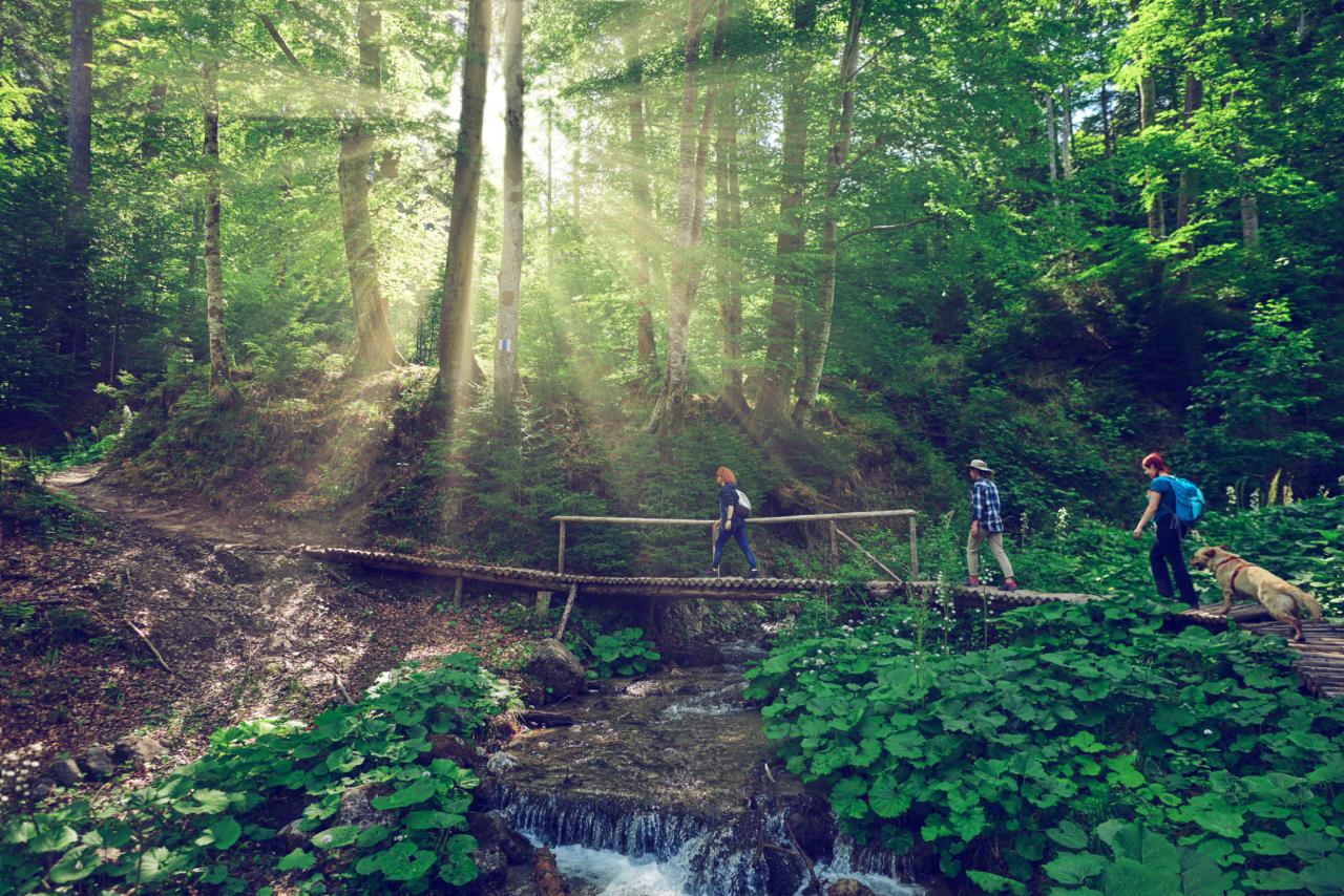 Dog-friendly hiking trails near me with shaded areas
