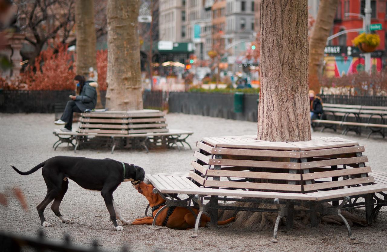 Dog walk park stock preview walking dreamstime Dog walk park stock preview walking dreamstime