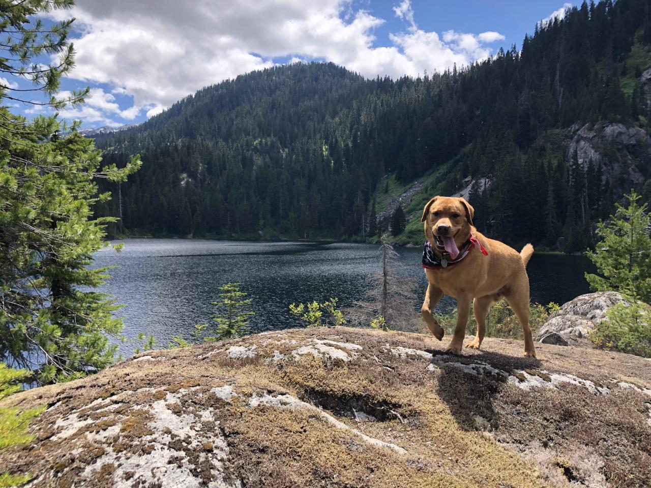 Dog friendly asheville trails hikes near Looking for great hikes near me suitable for dogs