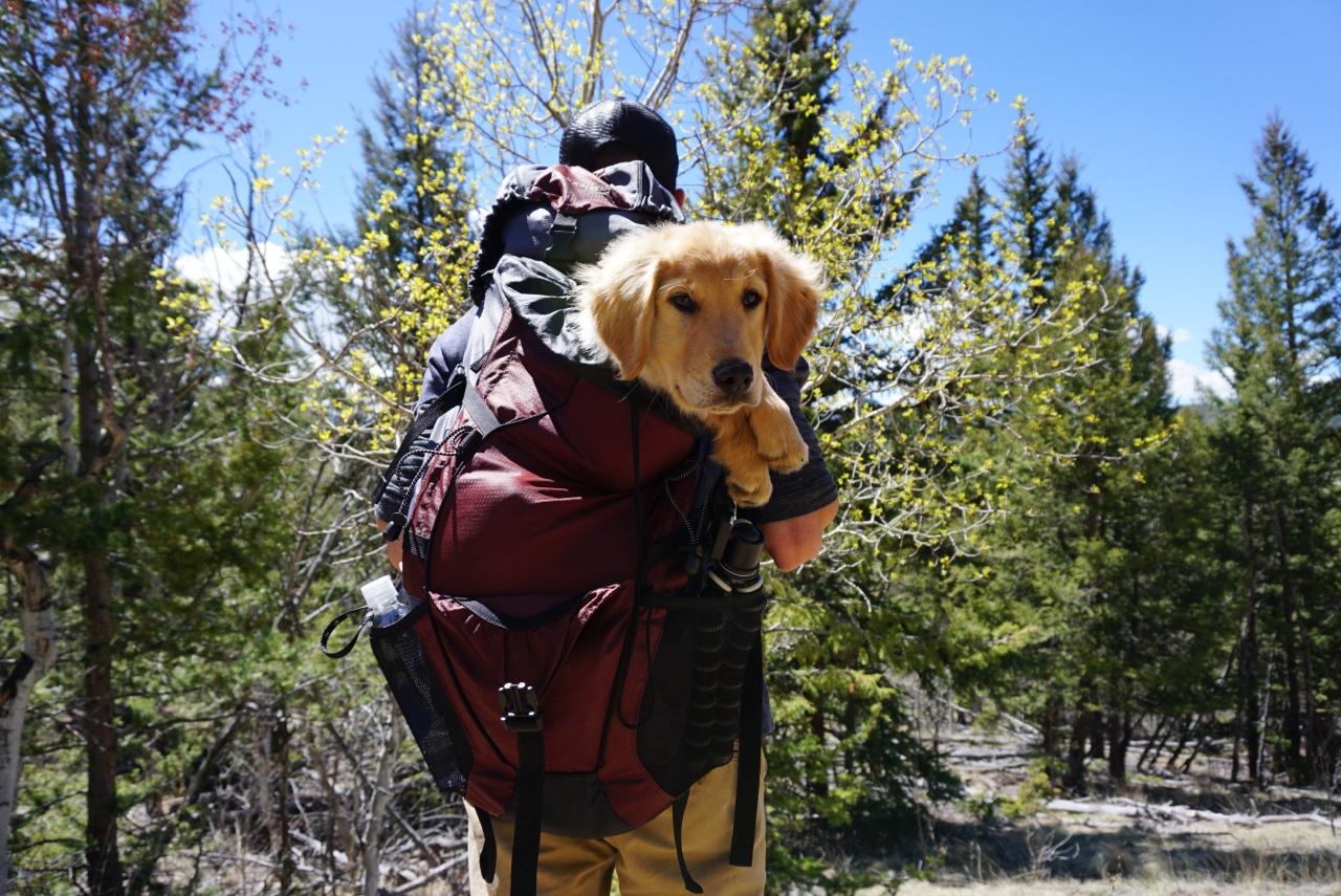 Top-rated easy hikes near me suitable for kids and dogs