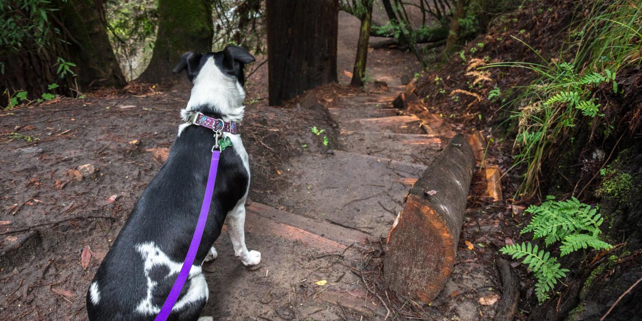Trails hiking Dog-friendly hiking trails near me with shaded areas