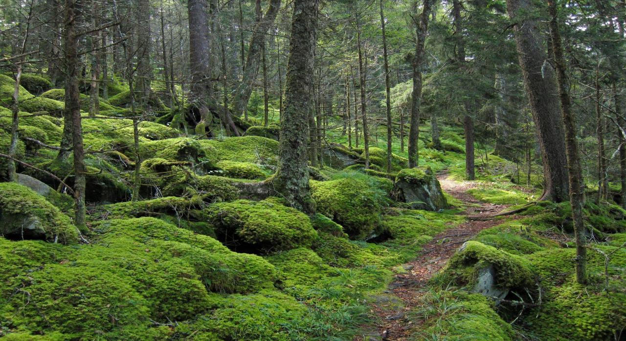 Easy walking trails near me with stunning views
