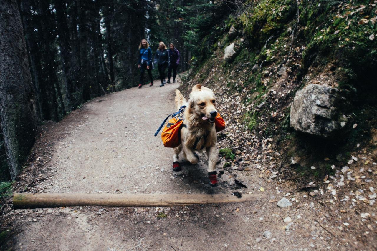 Dog-friendly hiking trails near me with shaded areas