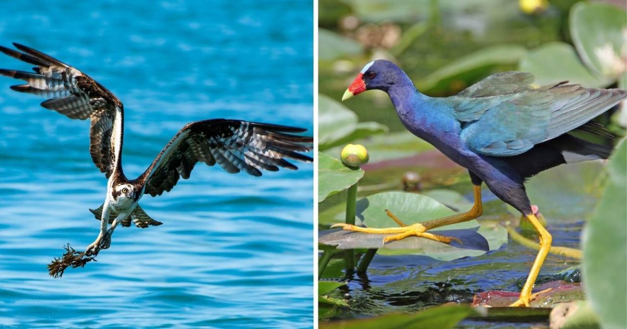 Good hiking trails near me for bird watching