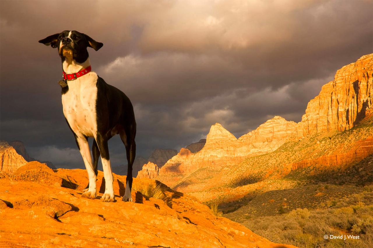 Dog-friendly hiking trails near me with shaded areas