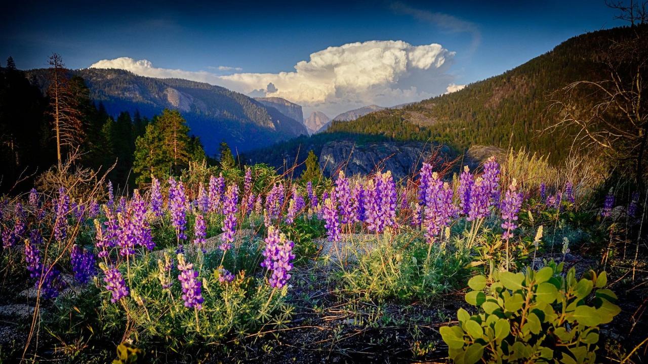 Discover nearby hiking trails with stunning wildflowers and diverse flora